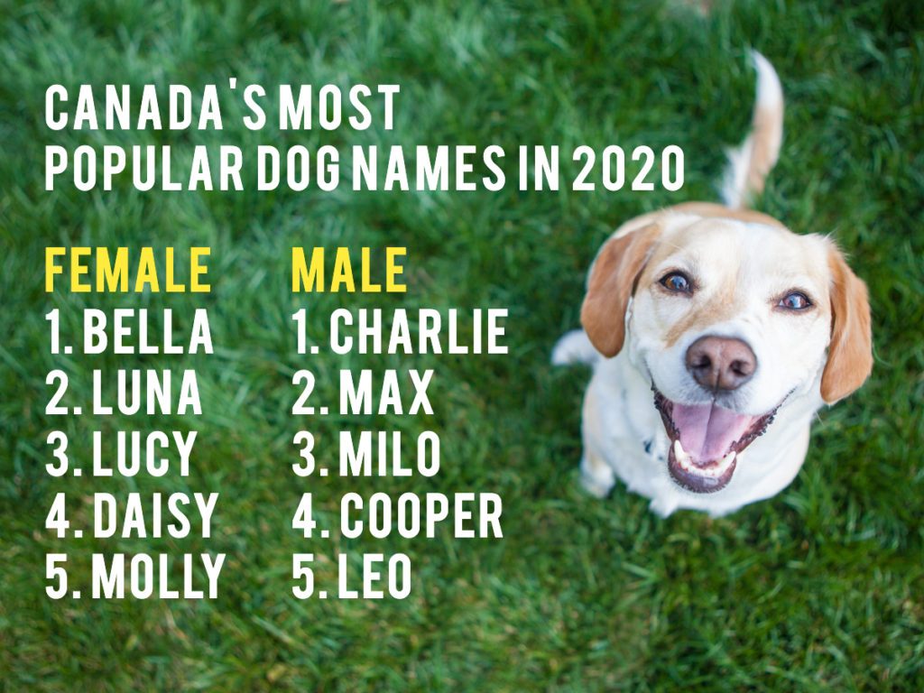 canada-s-most-popular-dog-names-in-2020-laptrinhx-news