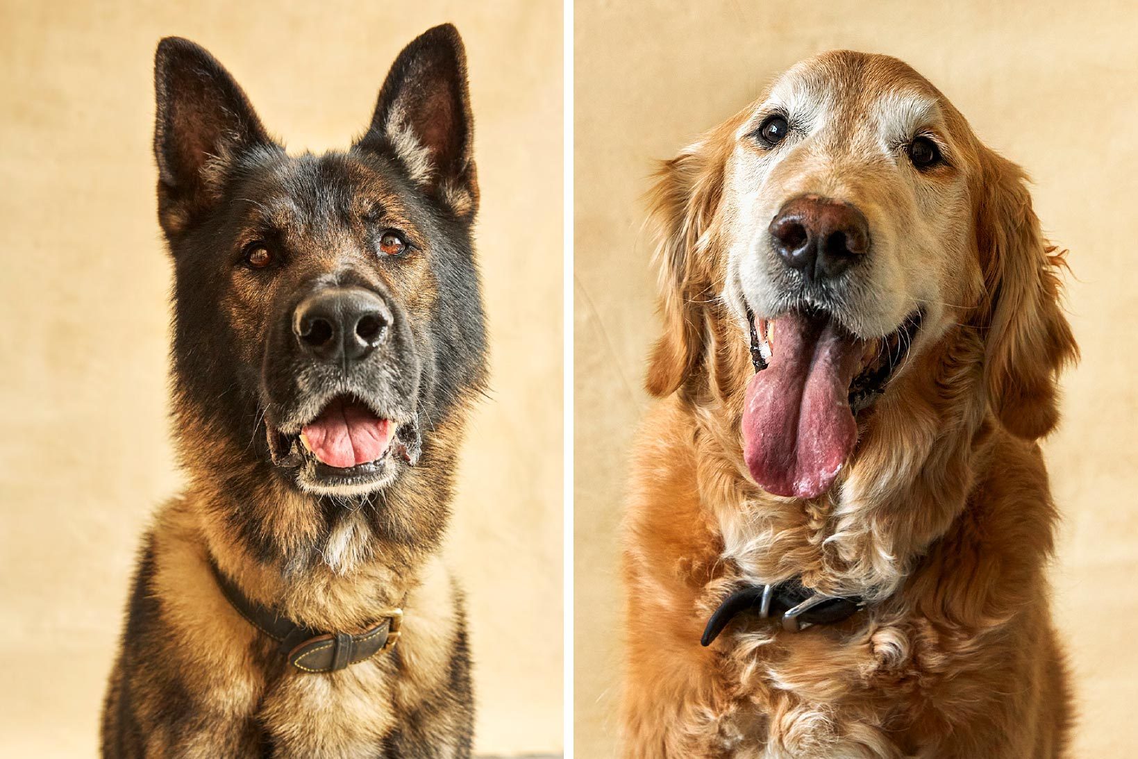 Meet the Dogs That Can Sniff Out Cancer | LaptrinhX / News