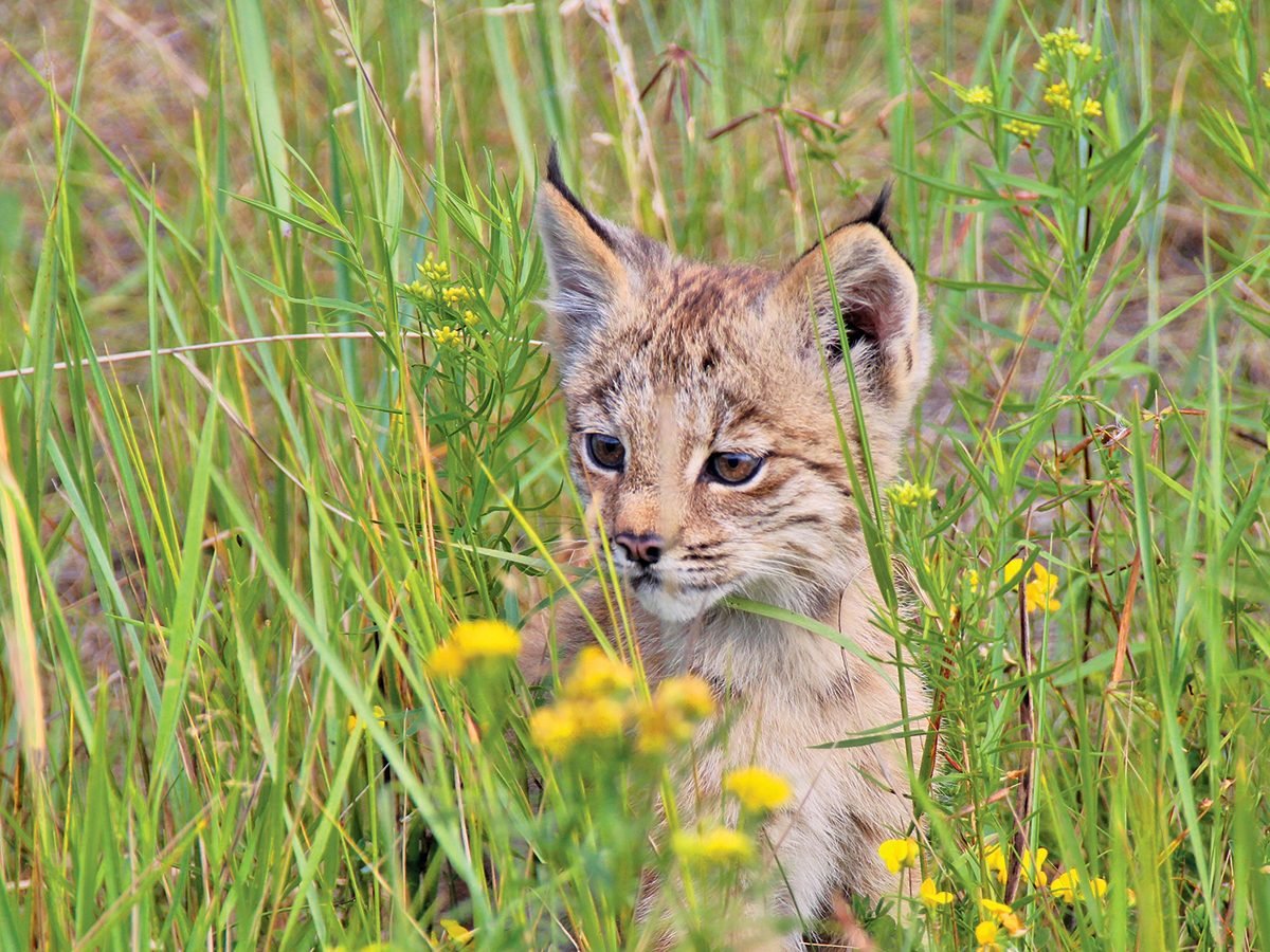 newborn lynx