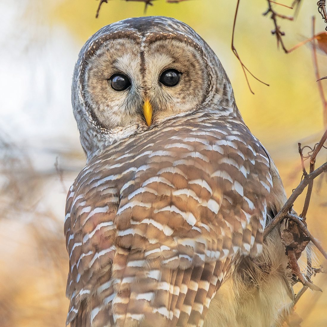 Birds of the Okanagan: A Bird-Watcher's Guide | Our Canada