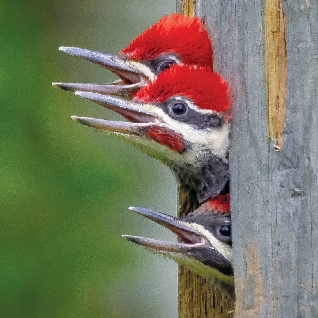 Pileated Woodpecker Facts For Bird Watchers | Our Canada