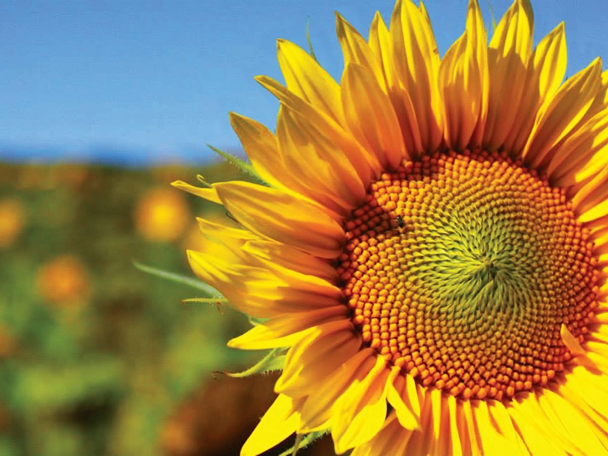 Sunflower Photography to Brighten Your Day | Our Canada