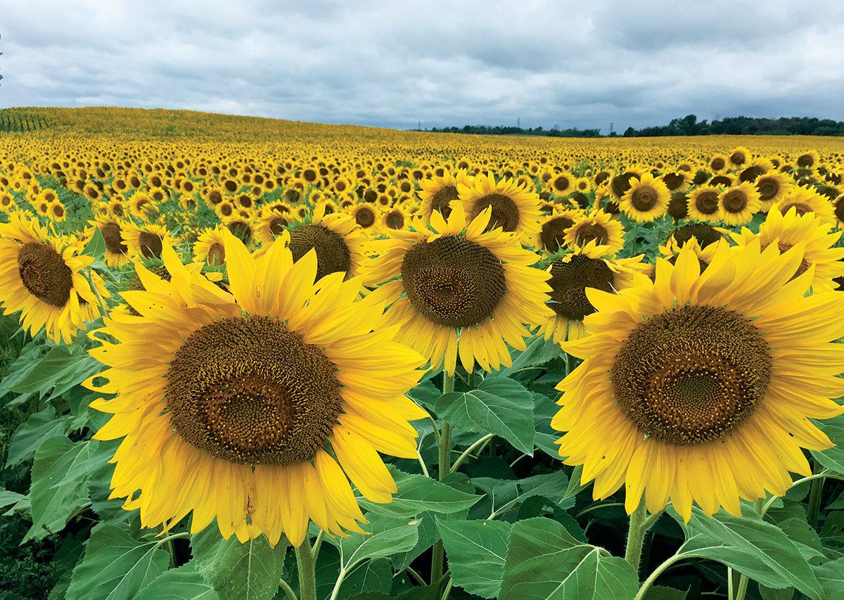 Sunflower Photography to Brighten Your Day | Our Canada