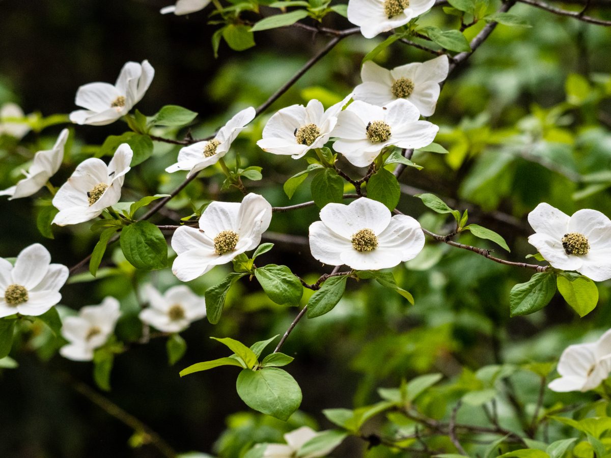 The Provincial Flowers of Canada (And How They Were Chosen) | RD.ca