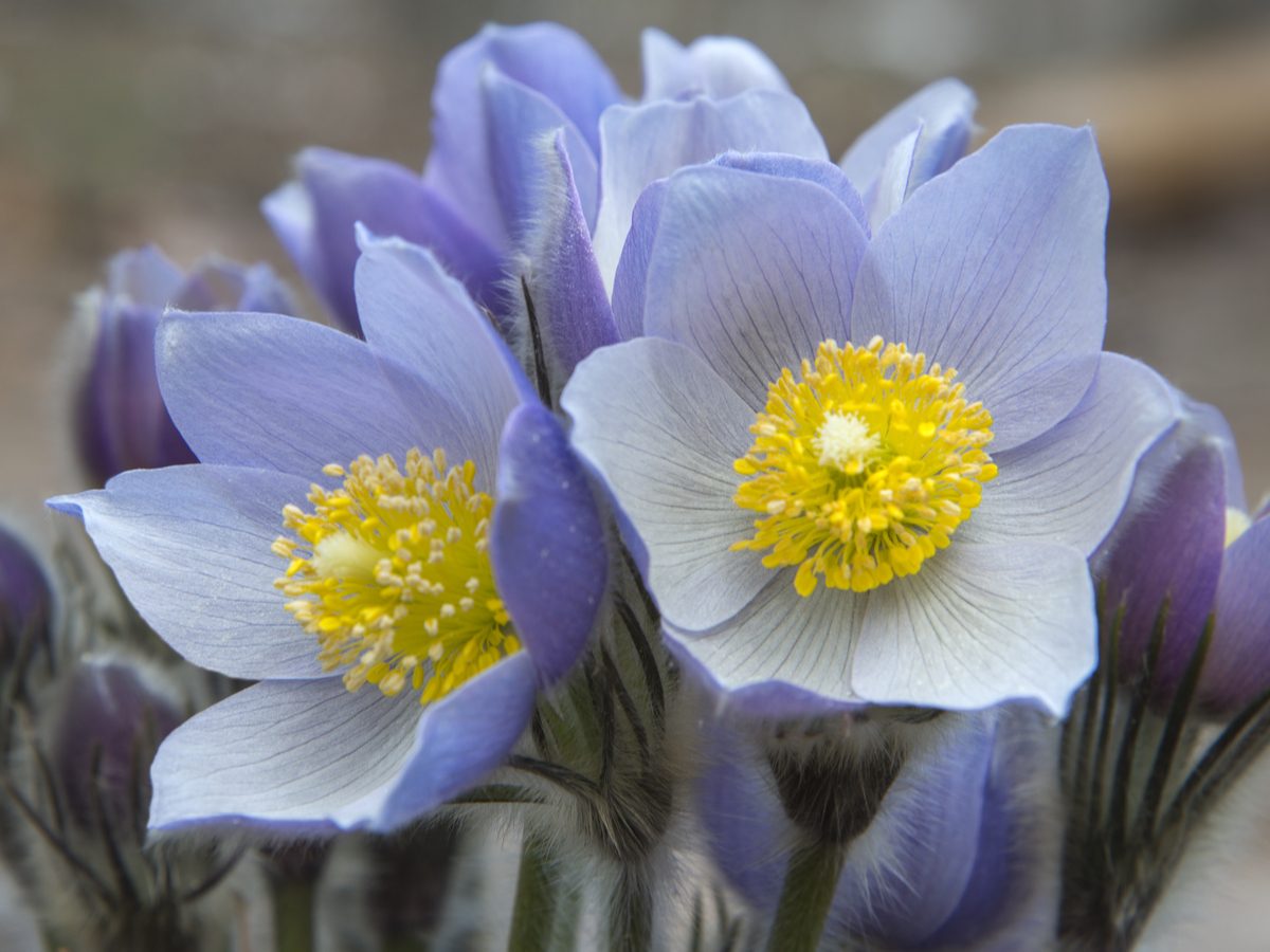 The Provincial Flowers of Canada (And How They Were Chosen) RD.ca