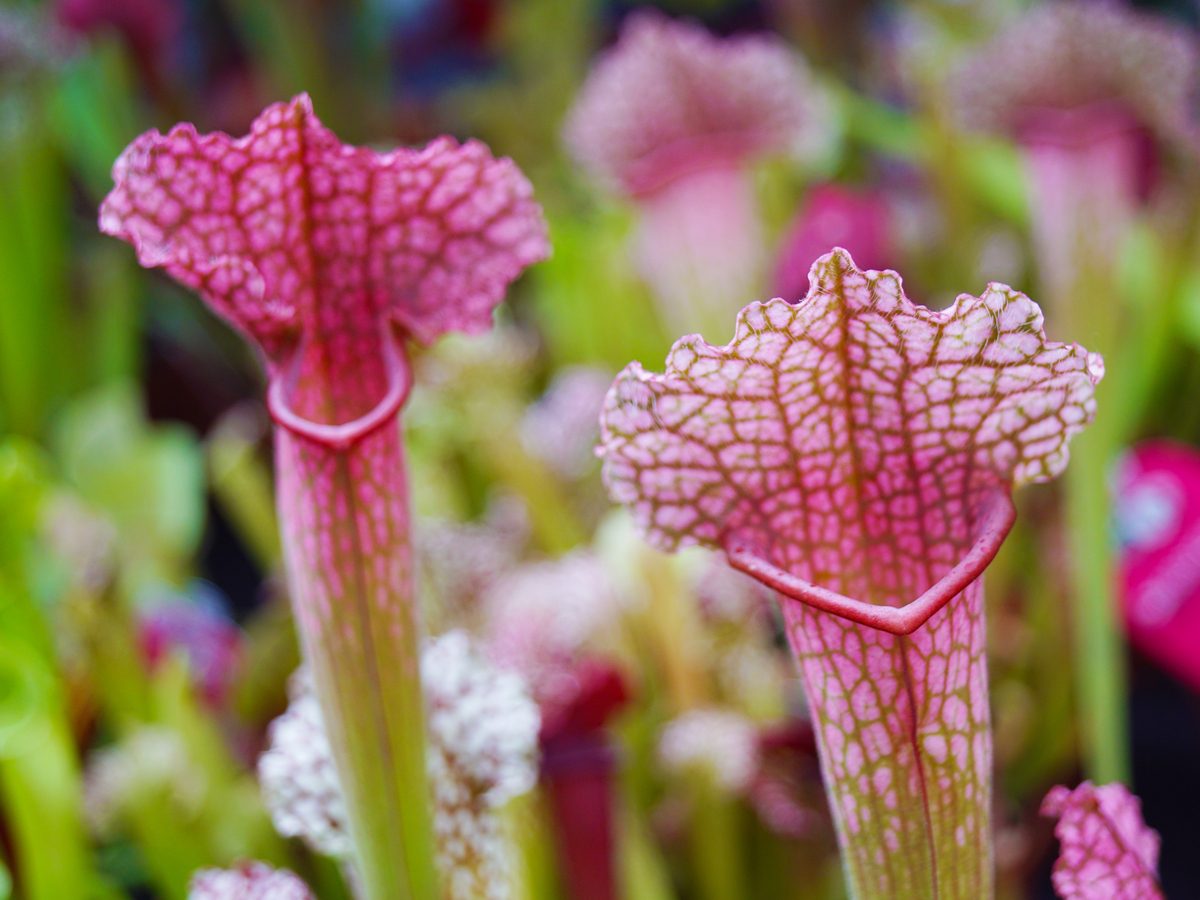 The Provincial Flowers of Canada (And How They Were Chosen) | RD.ca