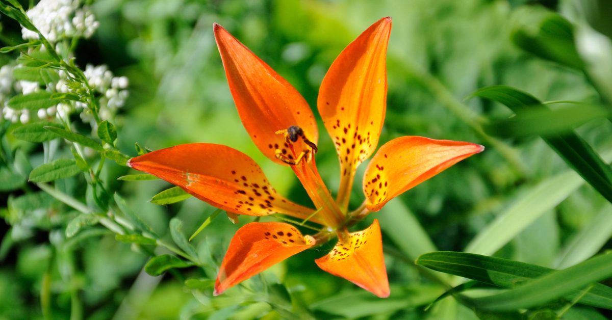 Manitoba Provincial Flower