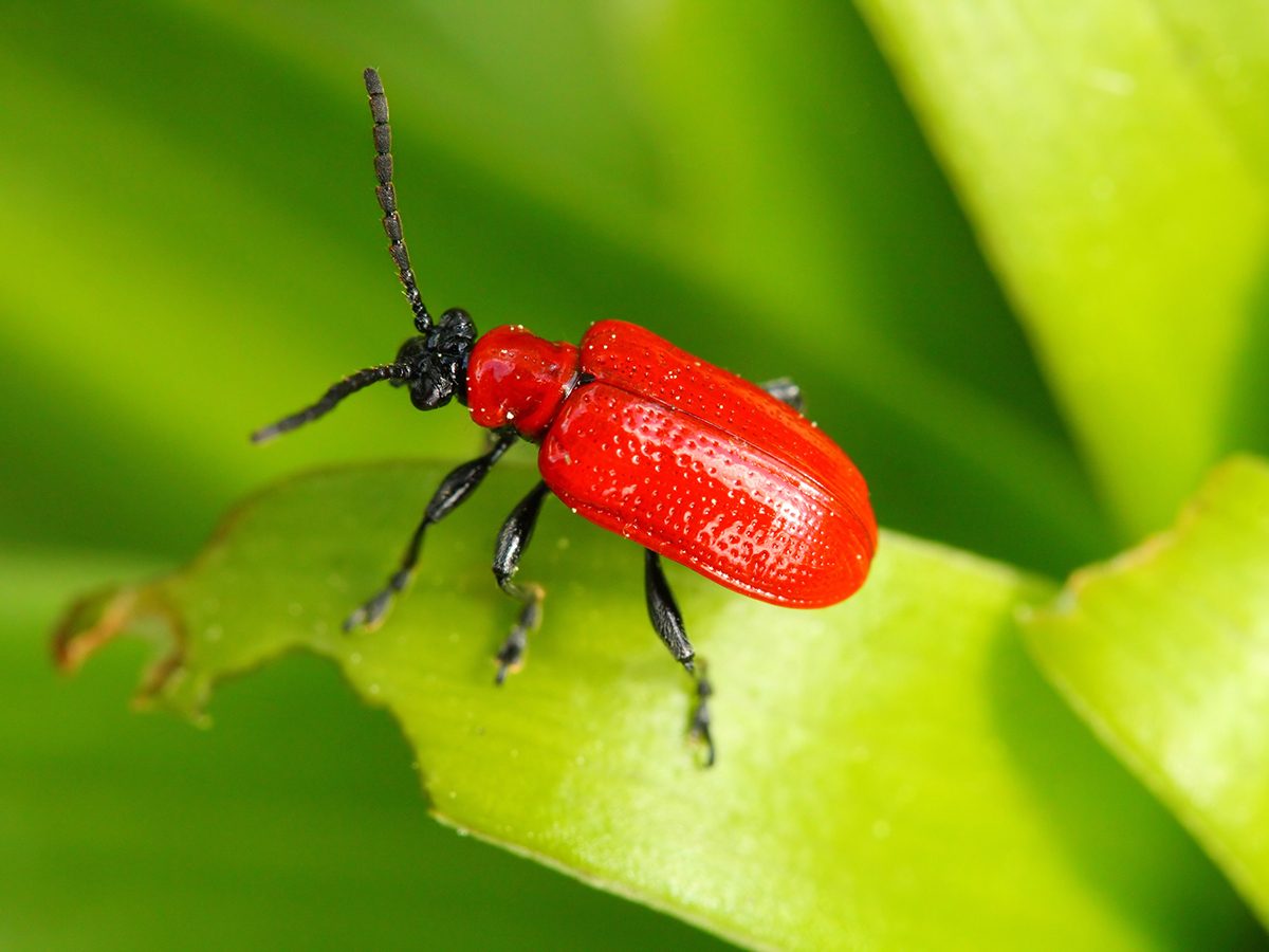 What Are the Red and Black Bugs on My House? | Reader's Digest