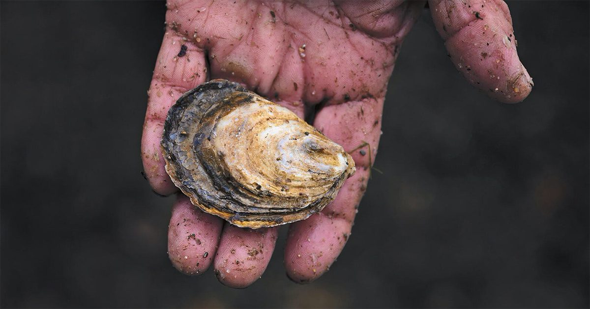 Breton Oyster Clamp and Knife – Merry Oysters