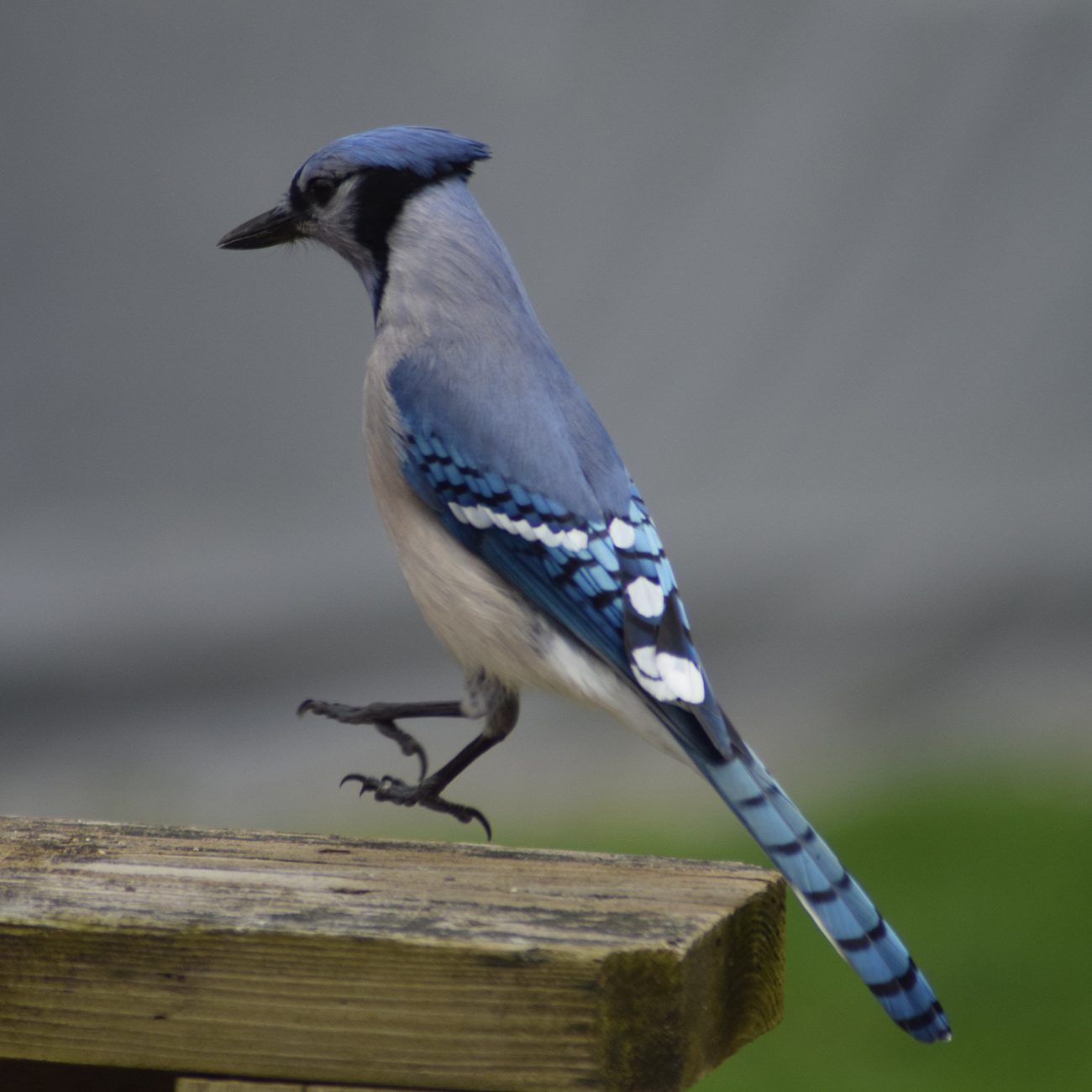 20+ Beautiful Pictures of Blue Jays in the Wild | Our Canada