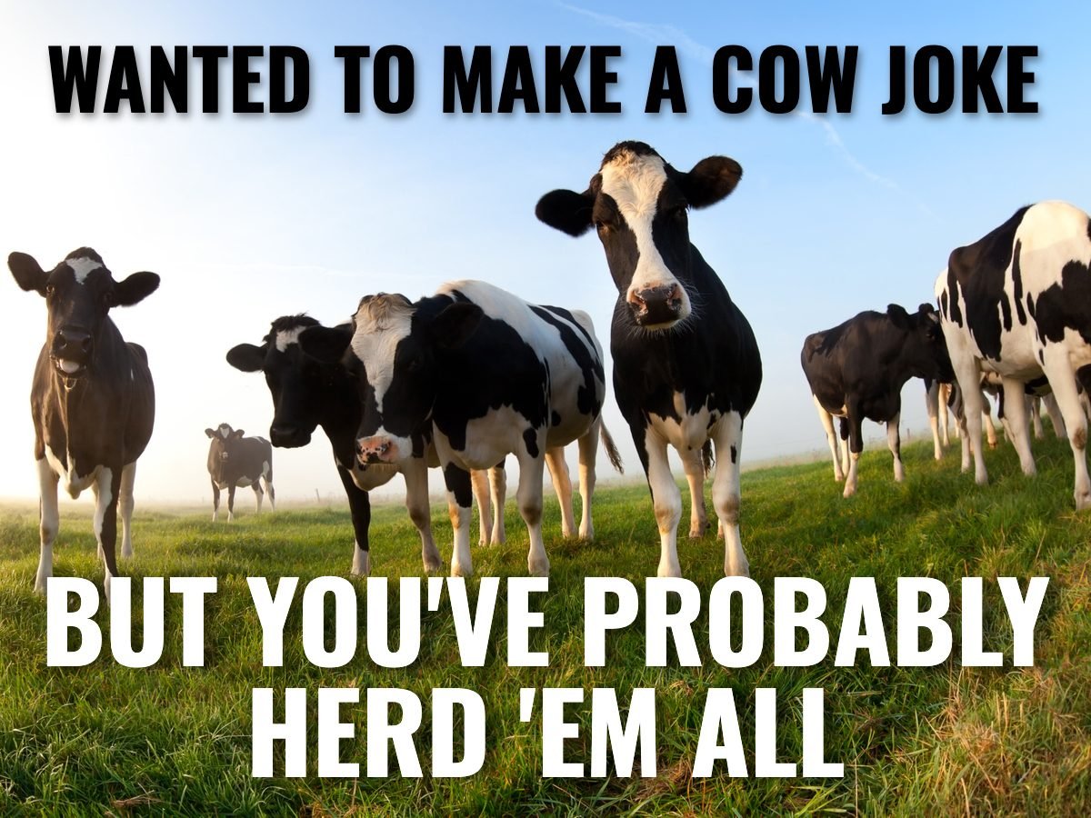 25 Cow Jokes That'll Lighten Your Moo-d 