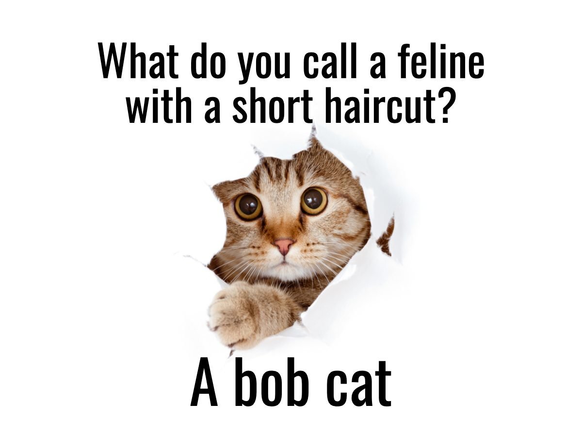 90+ Hilarious Cat Jokes