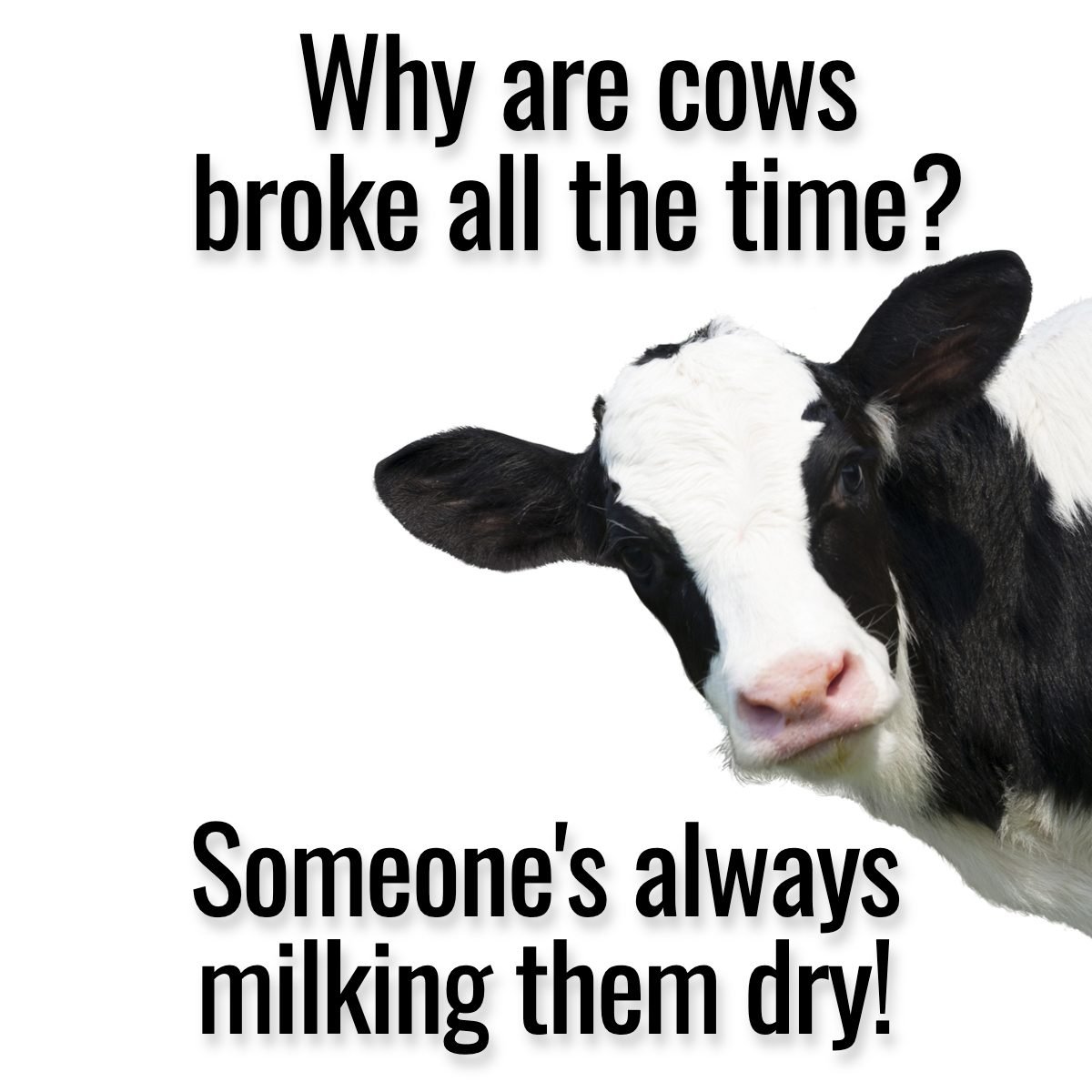 25 Cow Jokes That'll Lighten Your Moo-d | Reader's Digest Canada