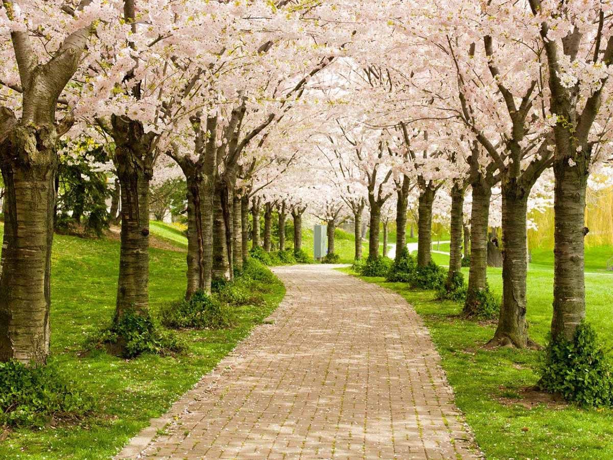 Where to See Cherry Blossoms in Canada | Reader's Digest Canada