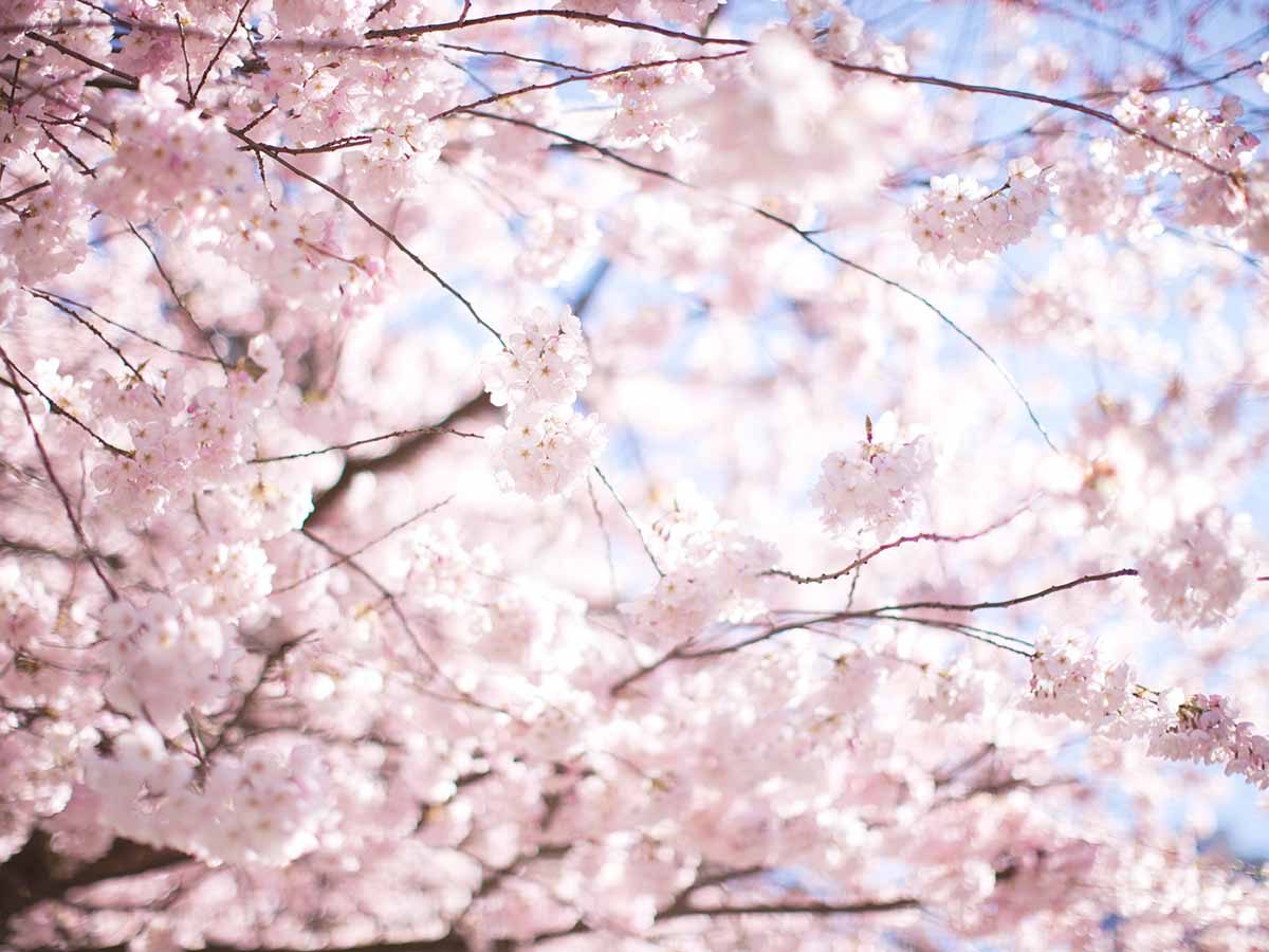 Where to See Cherry Blossoms in Canada | Reader's Digest Canada