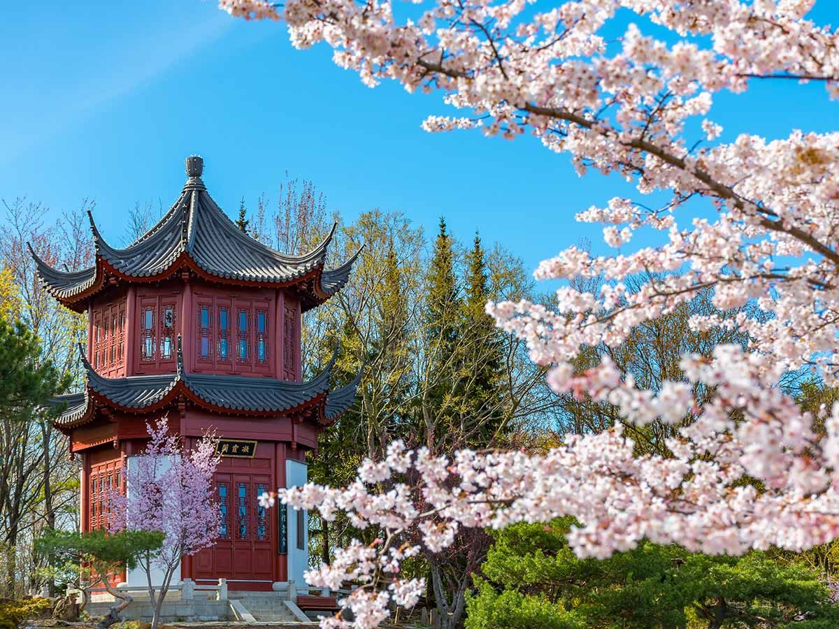 Cherry Blossoms in Canada: A Coast to Coast Guide | Reader's Digest