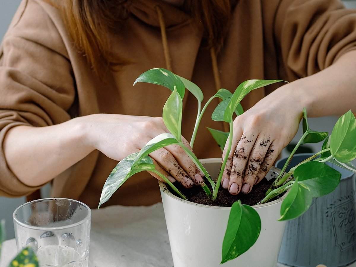 How to Get Rid of Fungus Gnats in Houseplants | Reader's Digest Canada