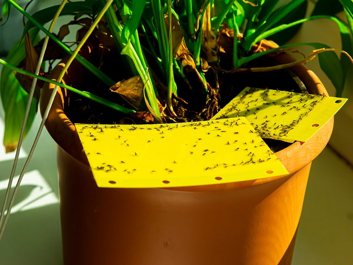 DIY fungus gnat trap that works! Sugary water and dish soap : r/houseplants