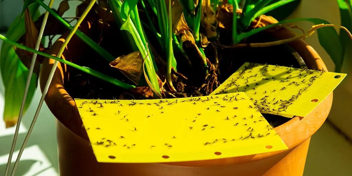 12 Ways to Get Rid of Gnats in Your Home and Garden