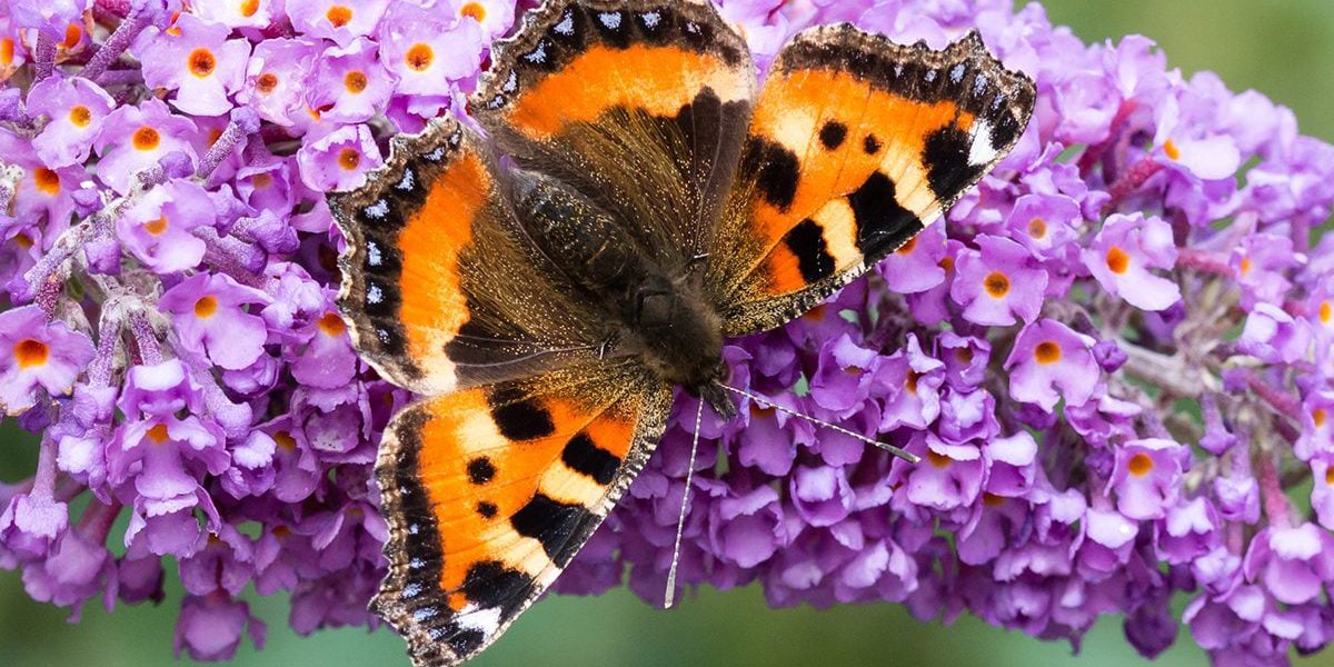 10 Plants That Attract Butterflies and Birds to Your Yard | Reader's Digest