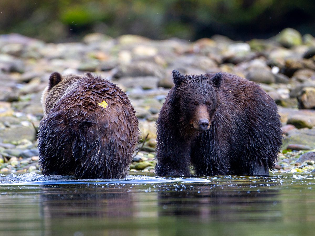 The Best Wildlife Experience in Every Province | Reader's Digest Canada