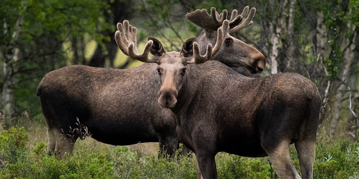 Why The Plural Of Moose Isn’t 