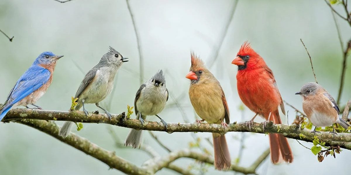 How to Attract Birds to Your Backyard | Reader's Digest Canada
