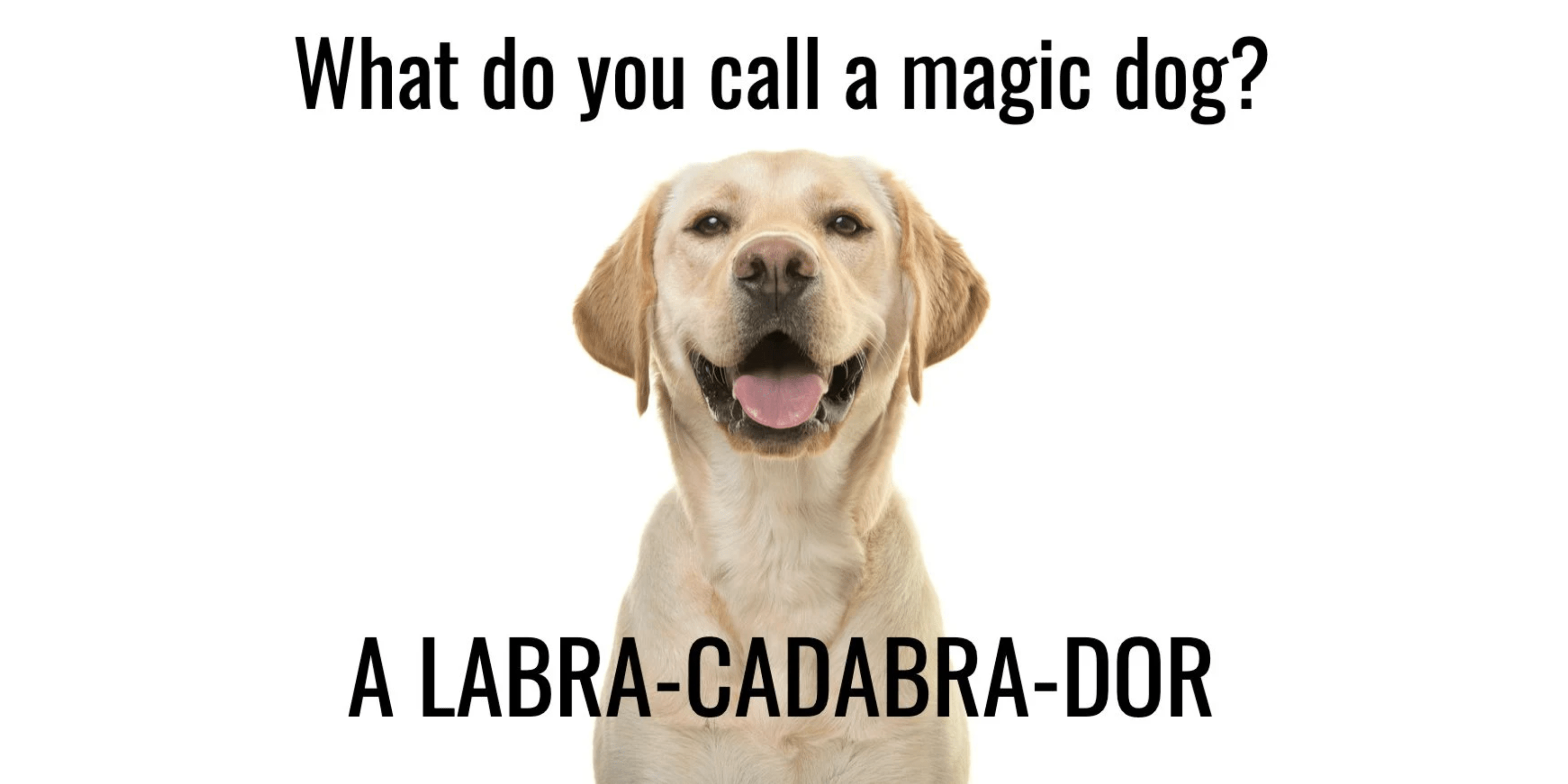 25 Dog Jokes That ll Have You Howling Reader s Digest Canada