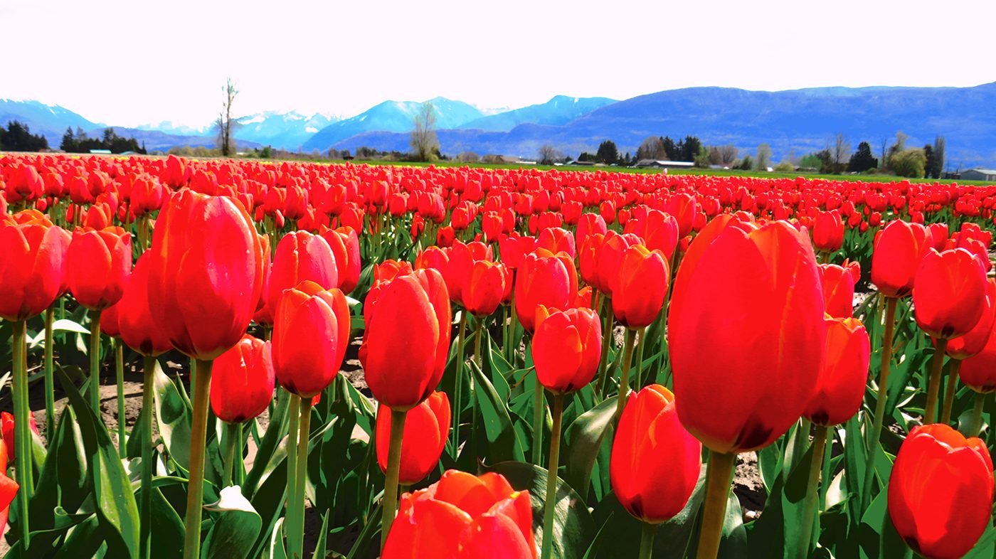 Pictures of Tulips From Across Canada | Our Canada