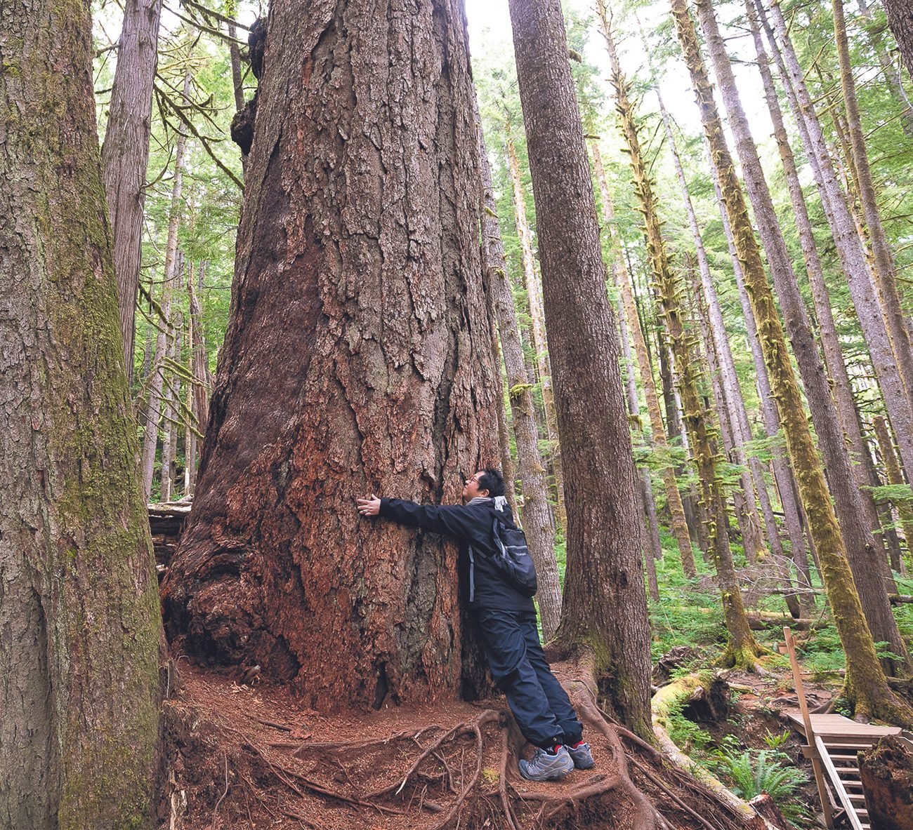 The Big Trees of Avatar Grove Are Truly Awe-Inspiring | Our Canada