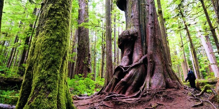 The Big Trees Of Avatar Grove Are Truly Awe Inspiring Our Canada   Vancouver Island Trees Social Image 700x350 