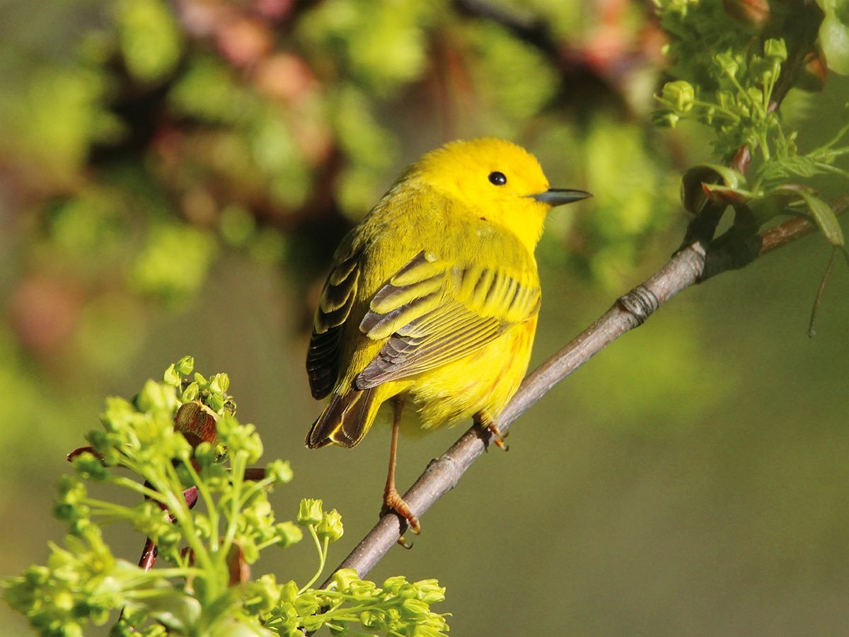 The Yellow Warbler is a Sure Sign of Spring in Canada | Reader's Digest