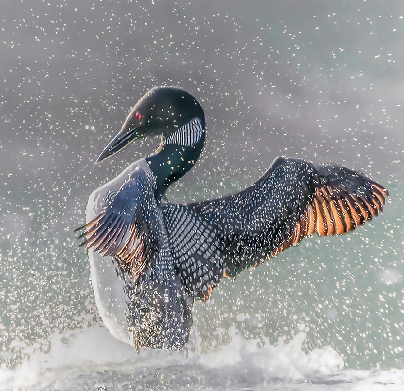 Why The Common Loon Is Anything But Common Our Canada 8740