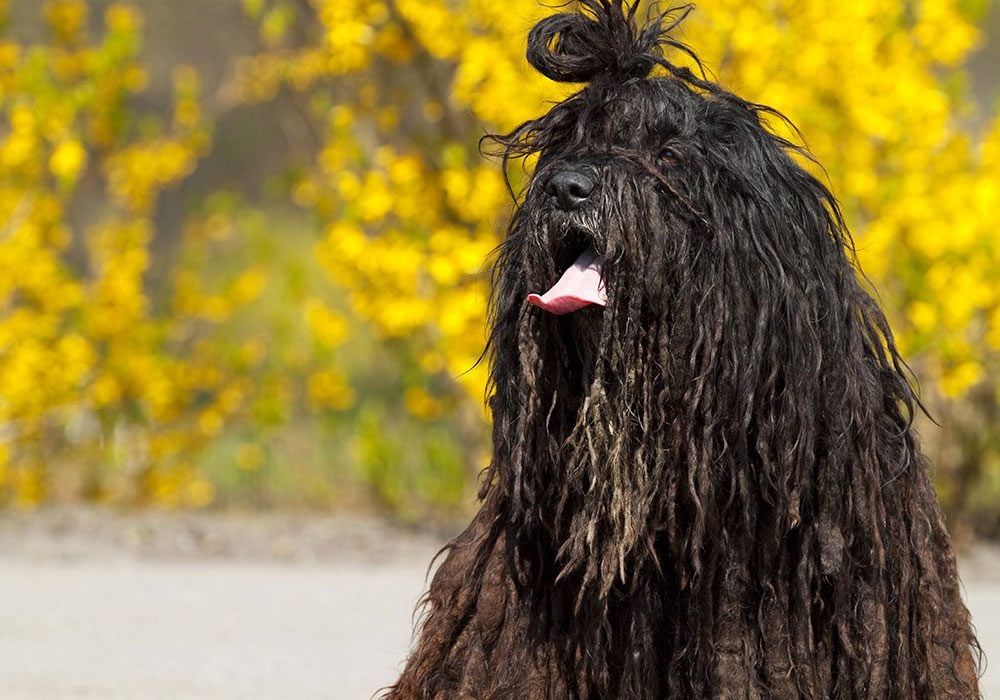 10 Strangest Looking Dog Breeds (Who Are Still Adorable)