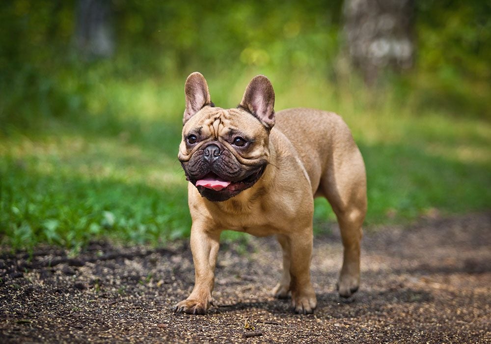 10 Strangest Looking Dog Breeds (Who Are Still Adorable)