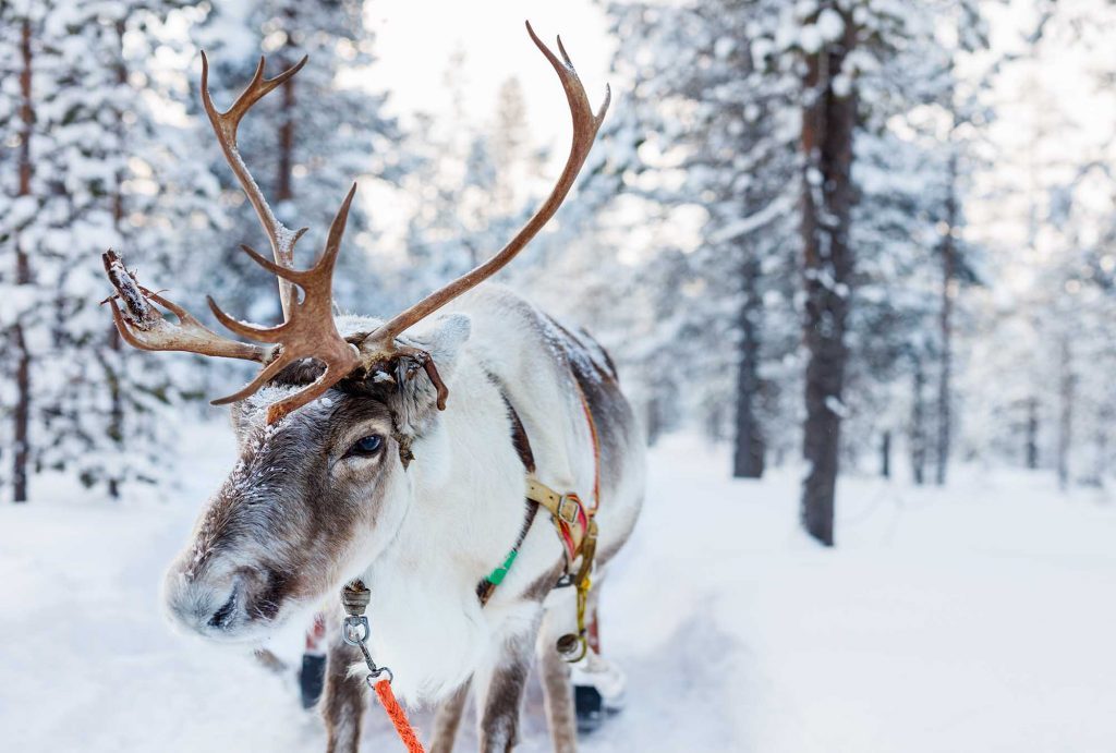 13 Quirky Facts About Christmas In Canada