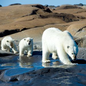 Did You Know All The Wild Fun You Could Have In Churchill Manitoba