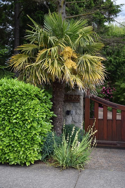 Travels In Victoria British Columbia Leads To Palm Trees   8 Palm Trees Oak Bay Bc 