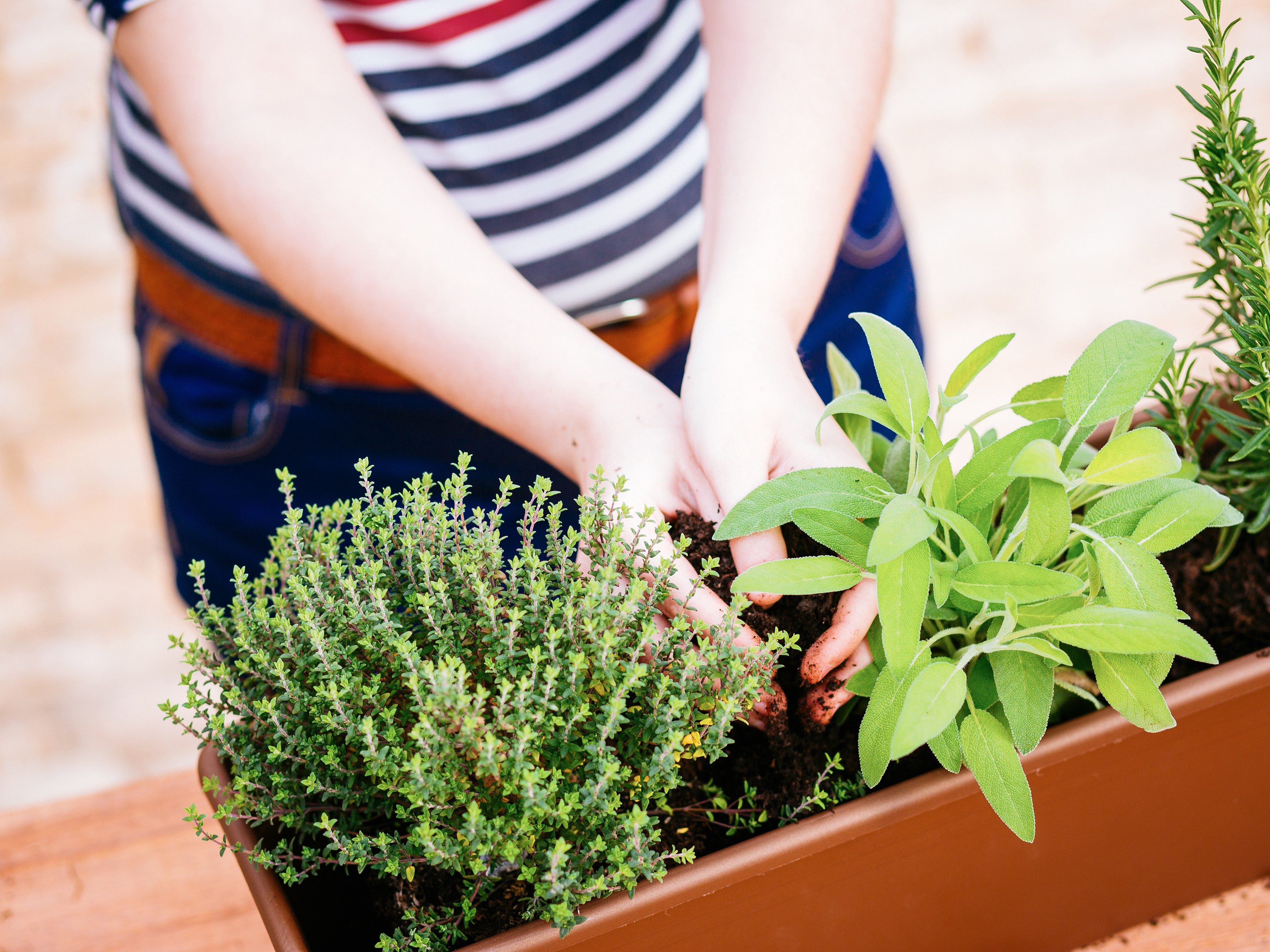 How To Use Water Crystals For Plants