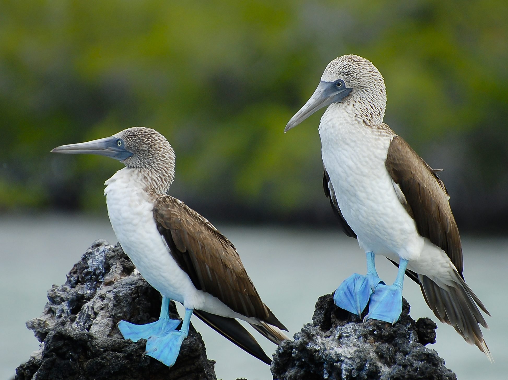 top-10-tropical-destinations-for-bird-watchers