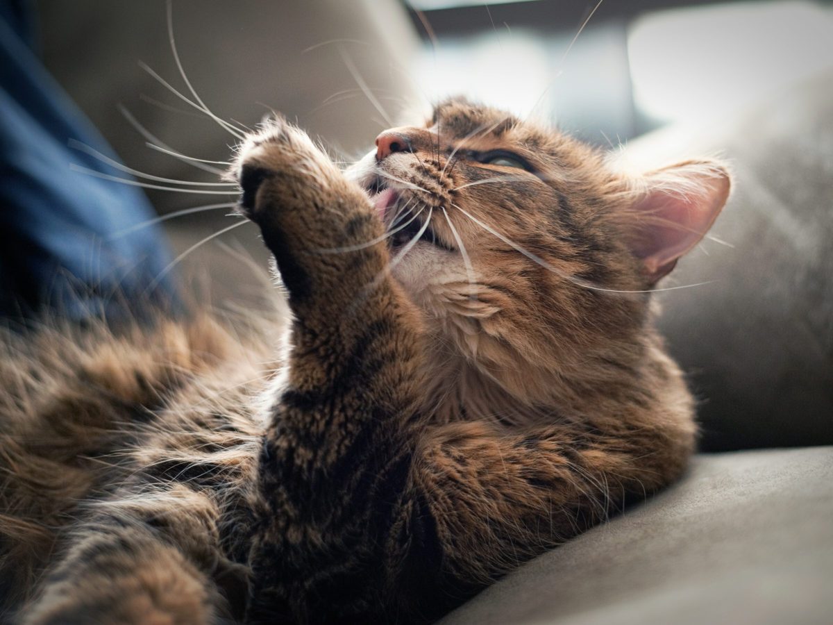 7 Reasons Why Cats Clean Themselves So Much