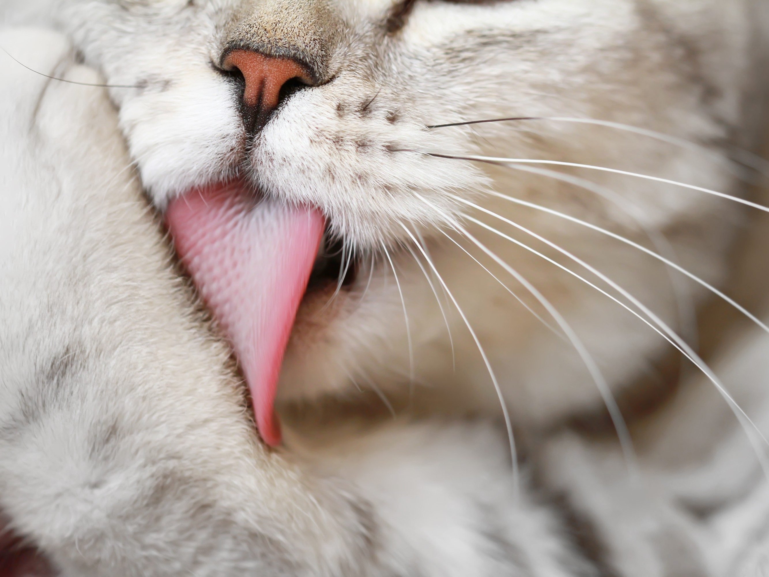 7 Reasons Why Cats Clean Themselves So Much