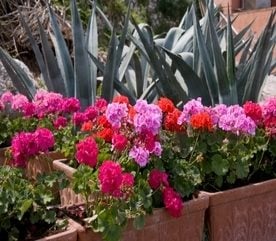 Adding Geraniums to a Landscape