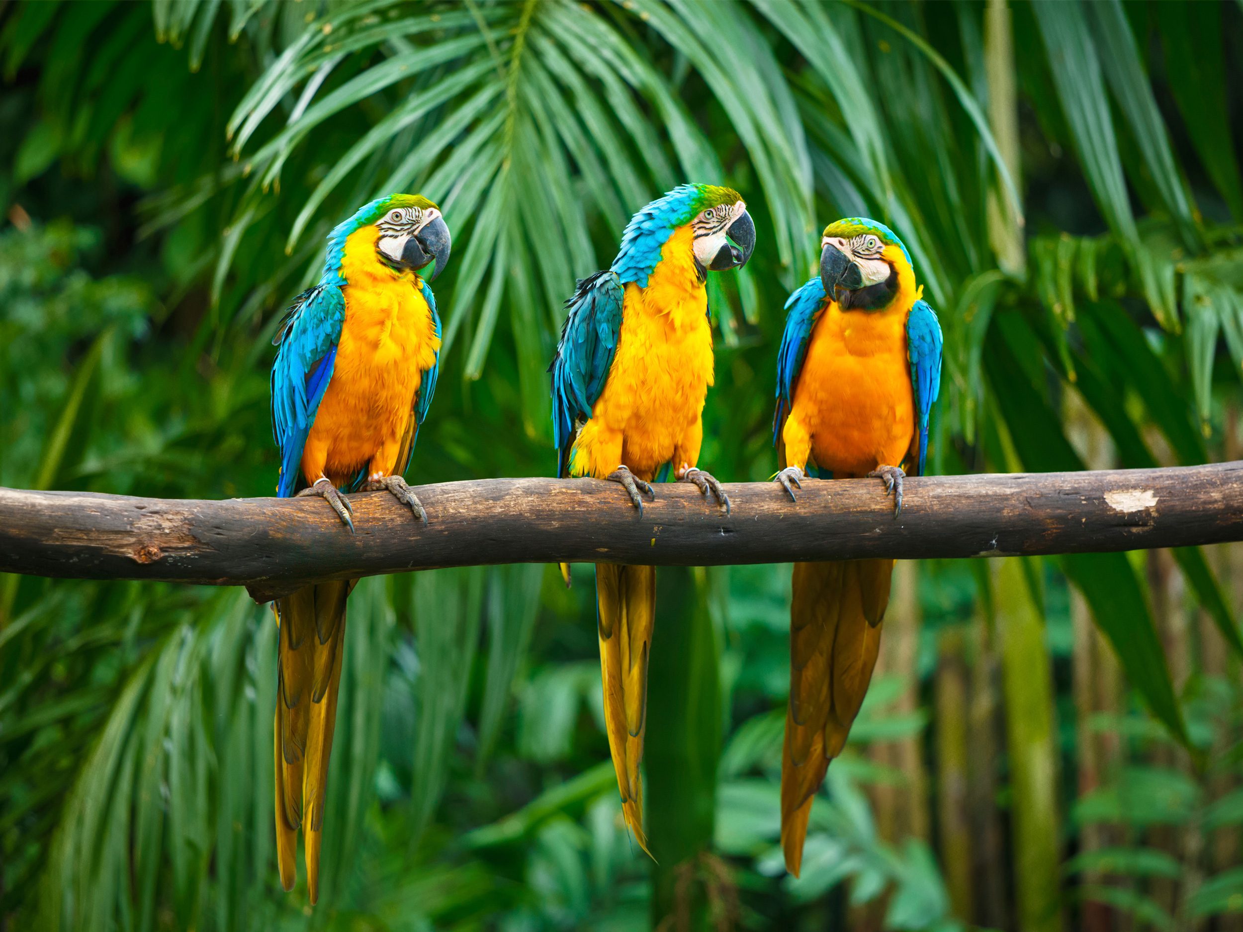 Rumbles in the Jungle: Exploring the Treetops in Peru's Rainforest