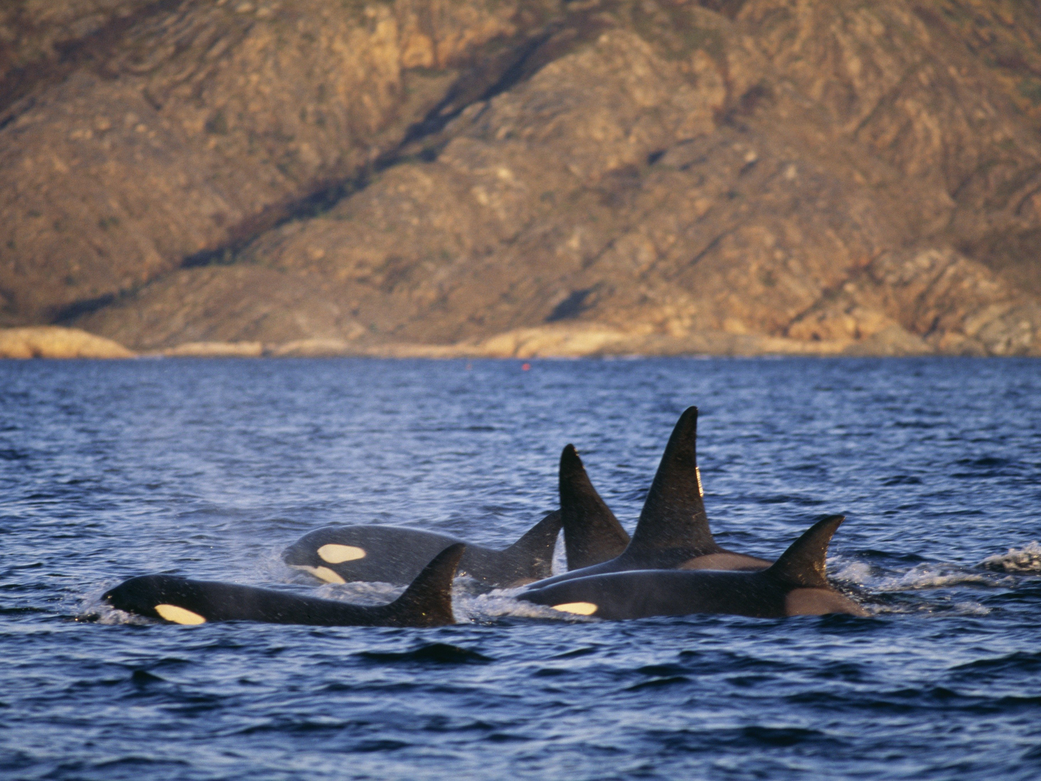 are-killer-whales-the-arctic-s-next-top-predator