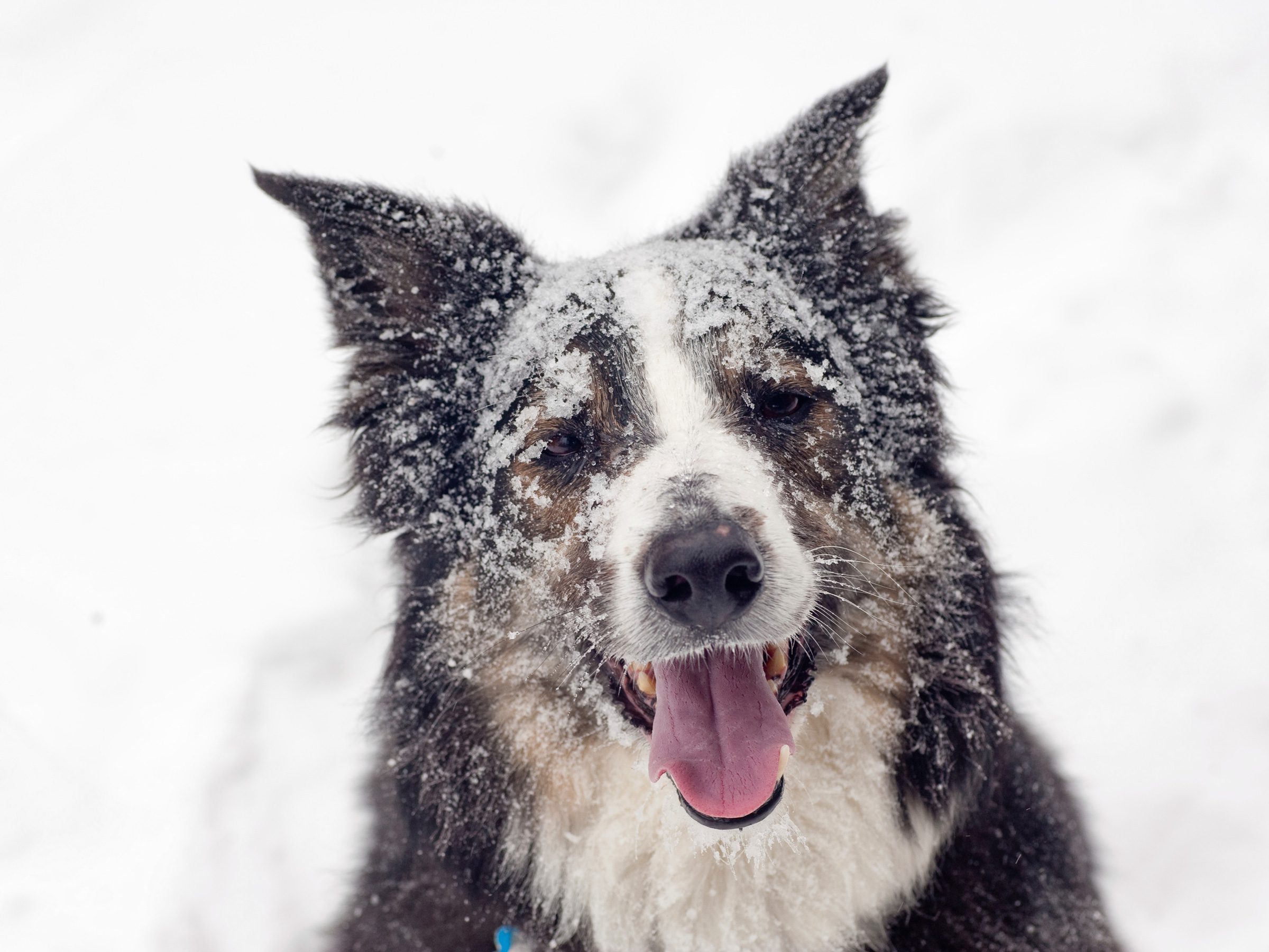 fluffy pets winter