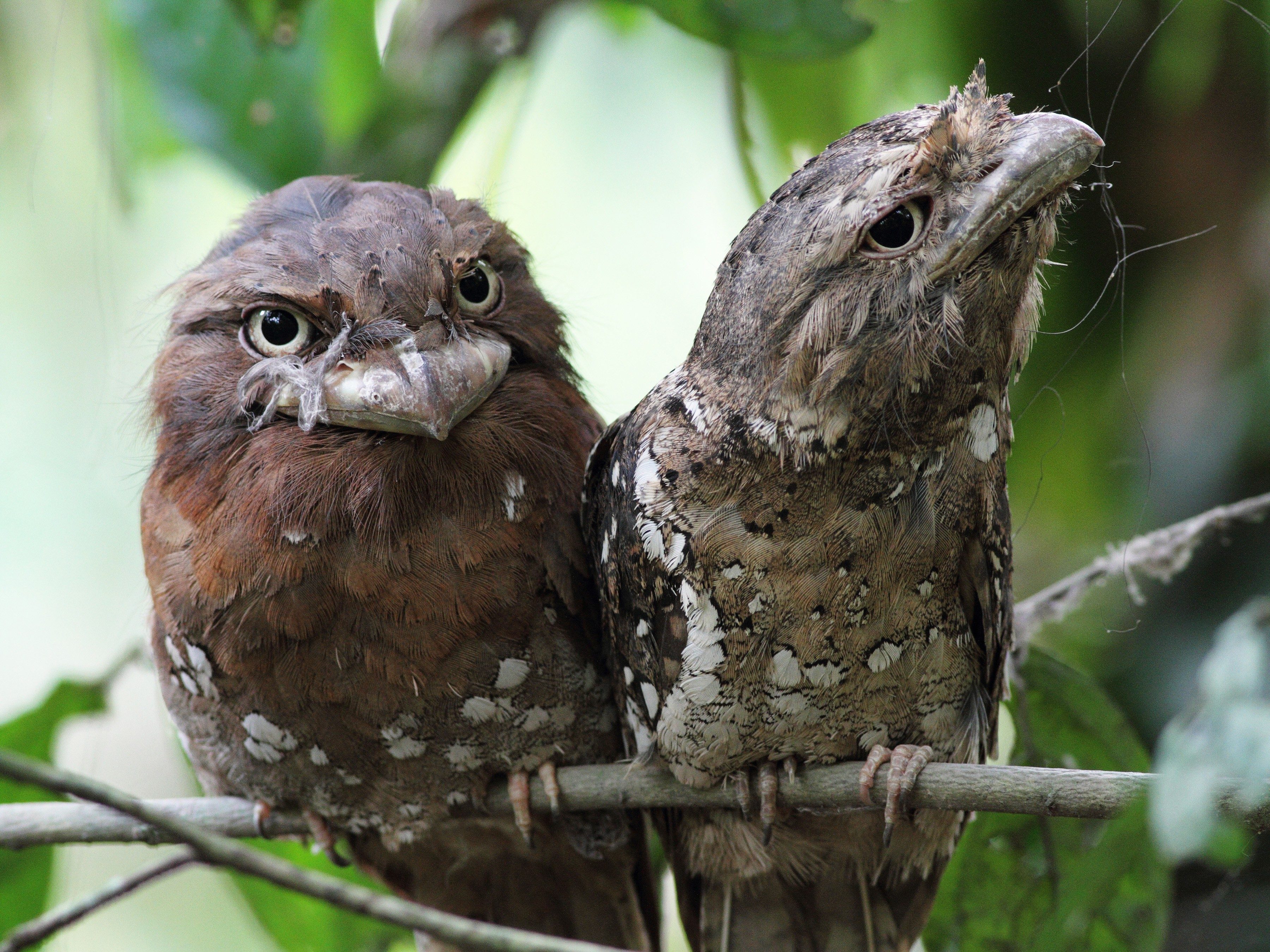 What Is The Weirdest Bird