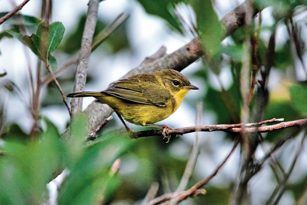 Bird Watching on Nova Scotia’s Atlantic View Trail