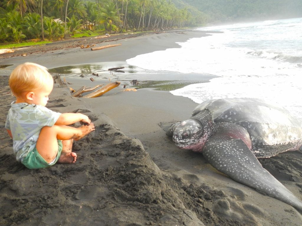 10-best-travel-spots-to-see-and-help-sea-turtles