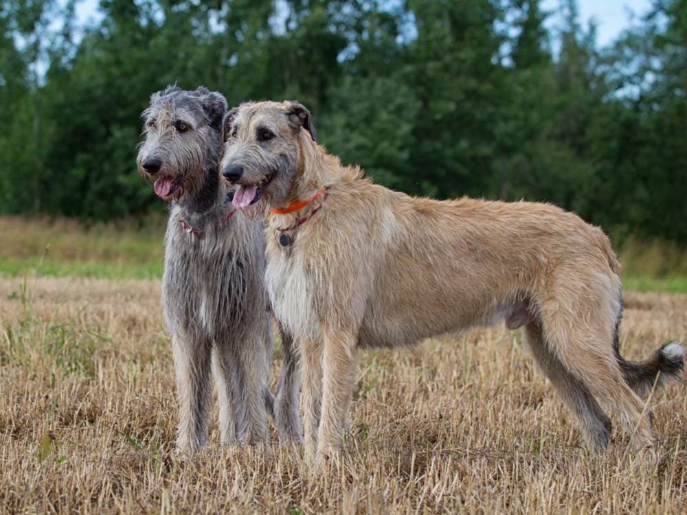 Can You Guess the Biggest Dog Breed in the World?